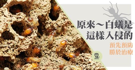 白蟻出現原因|為什麼會有白蟻？讓白蟻專家教你在家防治